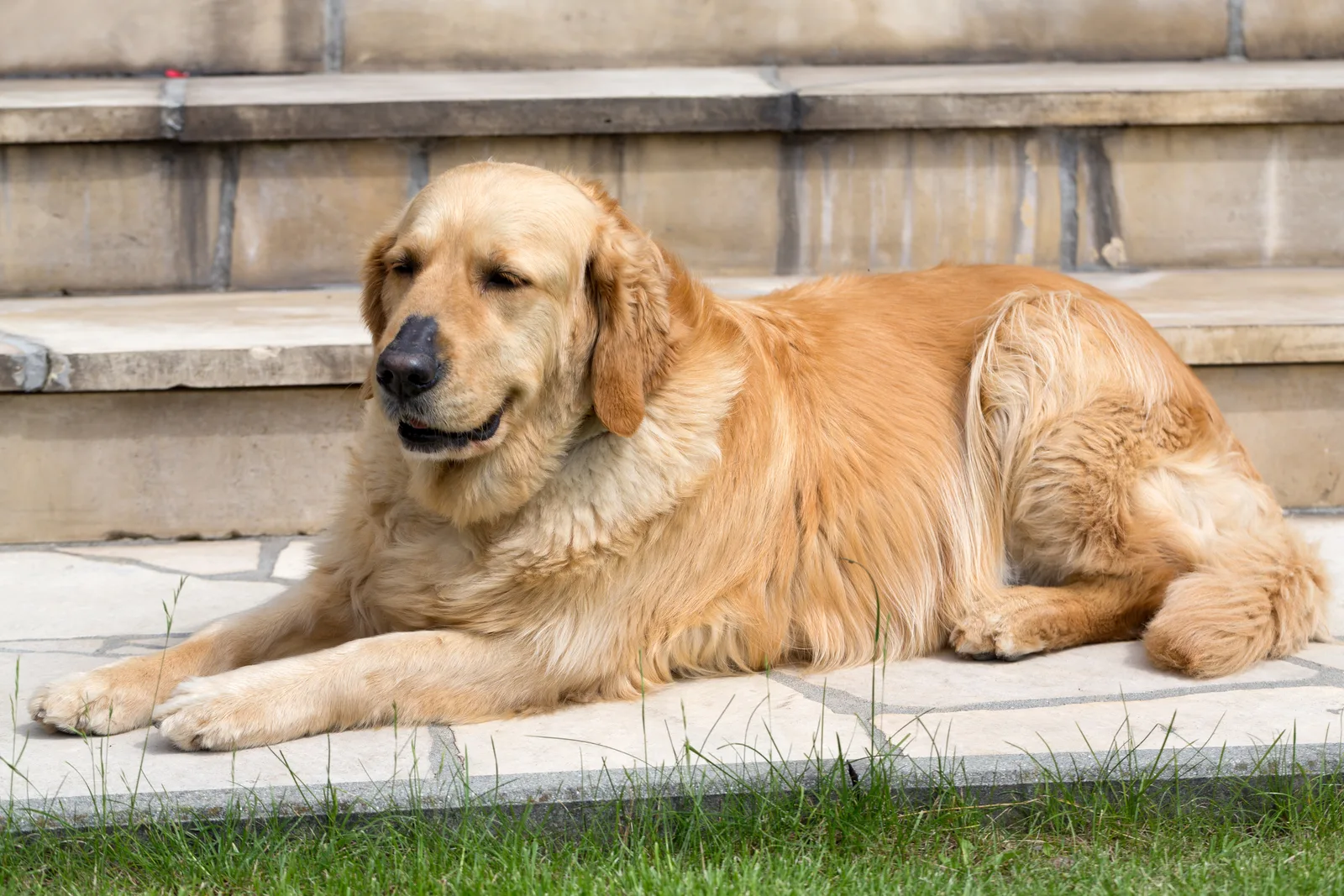 dobry szampon dla goldena retrivera