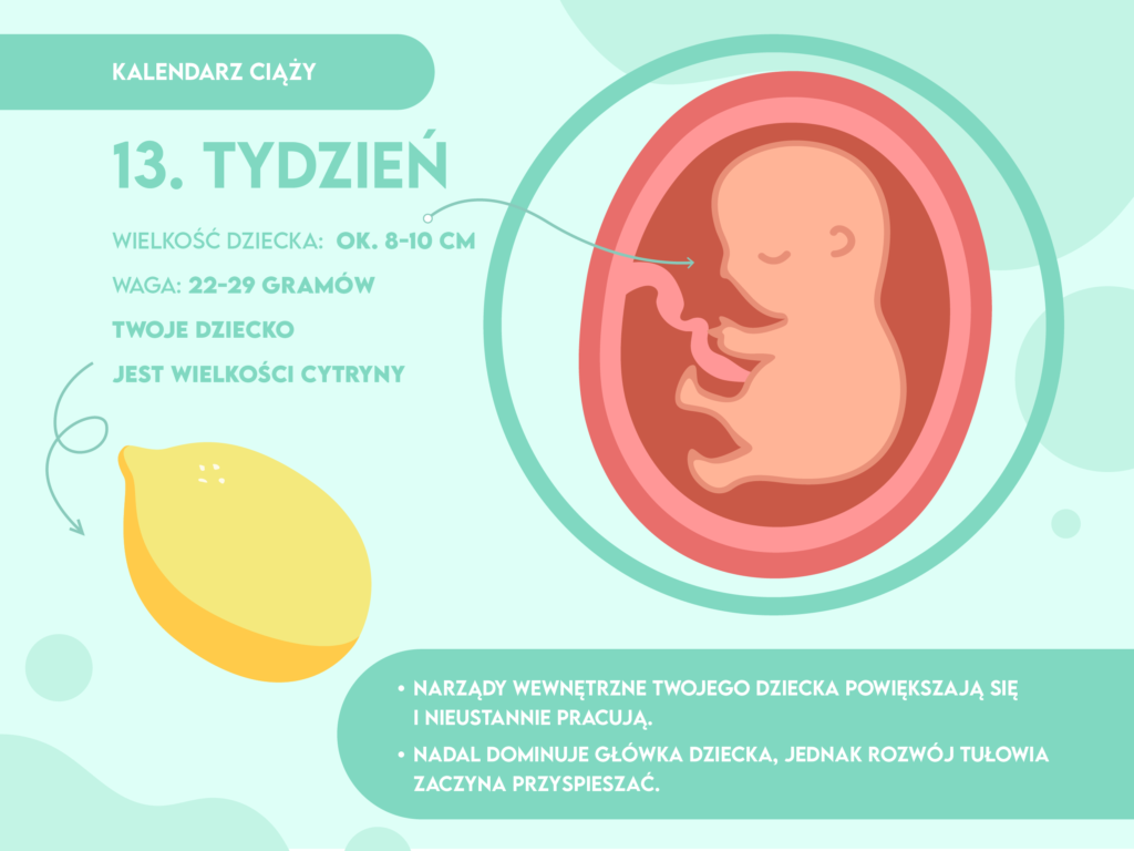 wielkość płodu w 13 tygodniu pampers