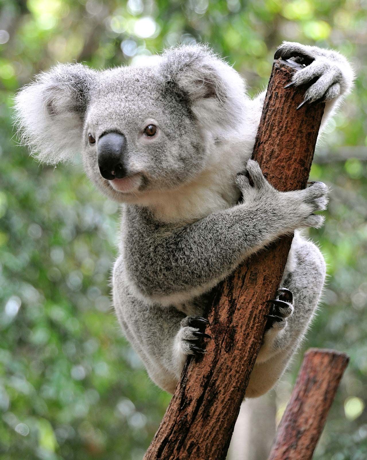 koala