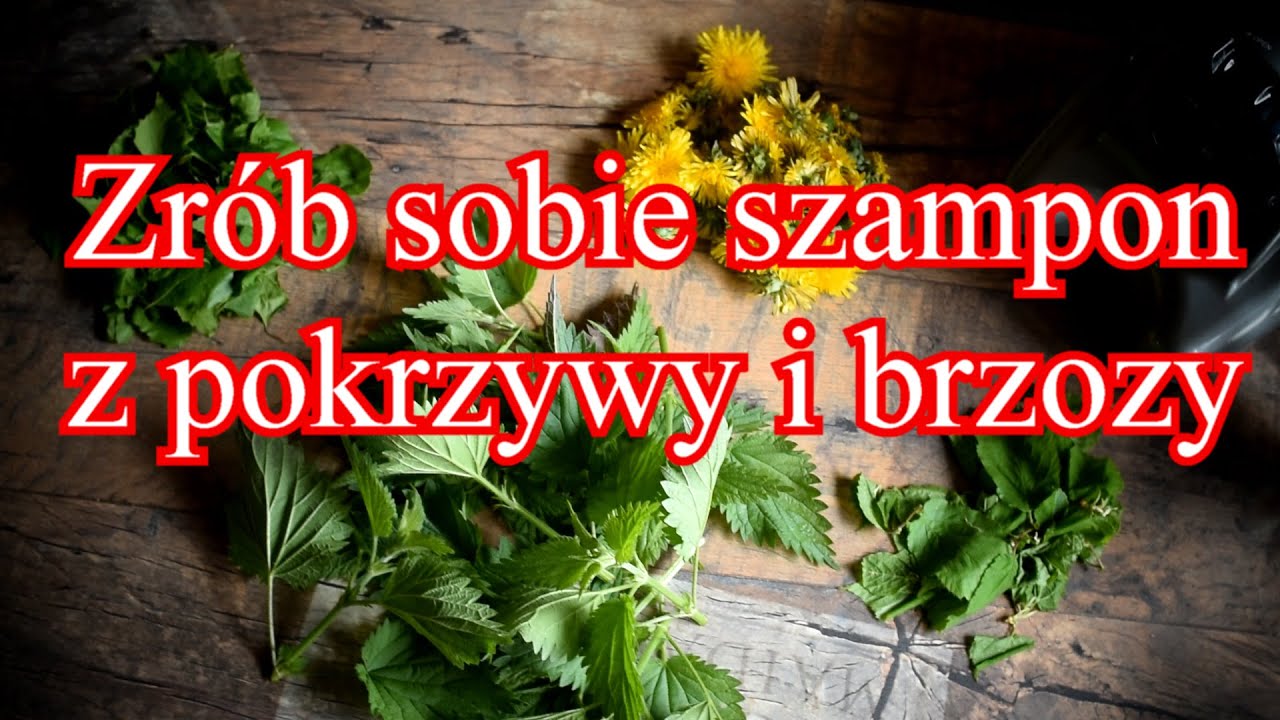 szampon z lisci pokrzywy diy