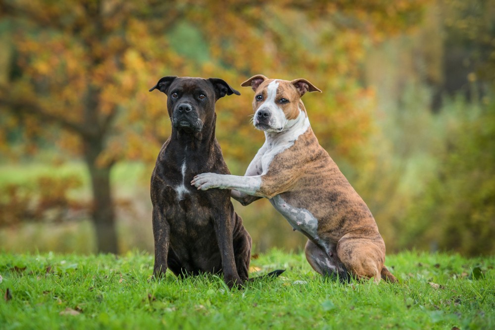 amstaff jaki szampon