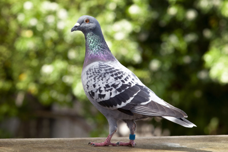 pigeon