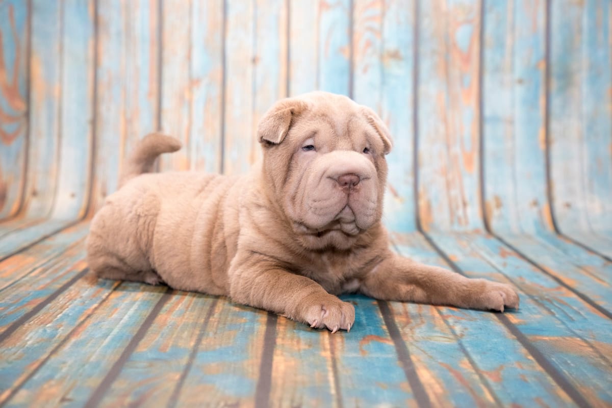 jaki szampon dla shar pei