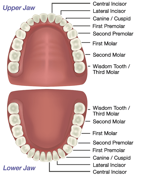 Teeth