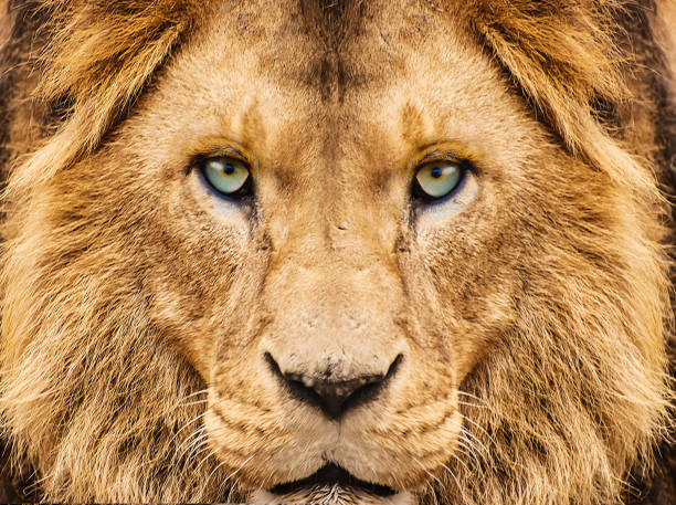 lion look