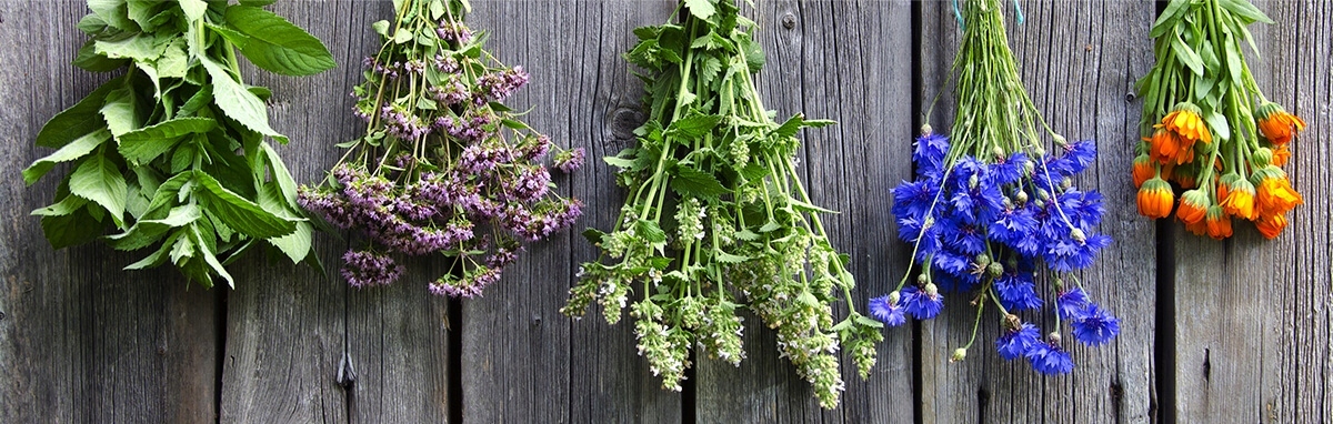 herbal care szampon przeciwłupieżowy