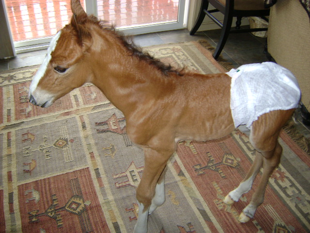 pampers for horses