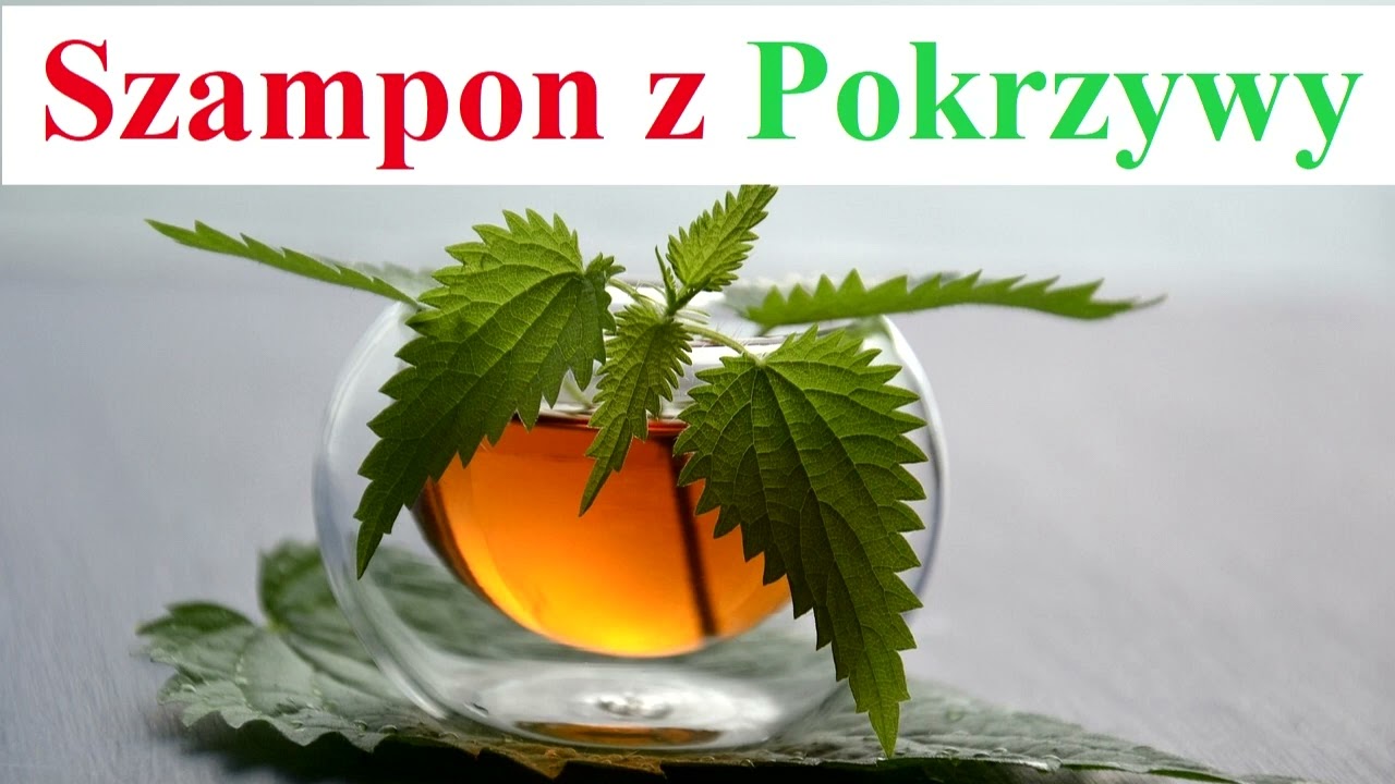 szampon z pokrzywy jak zrobić