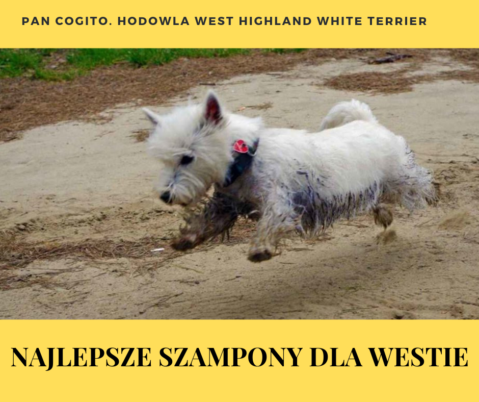 szampon nie szczypiący dla psa westa