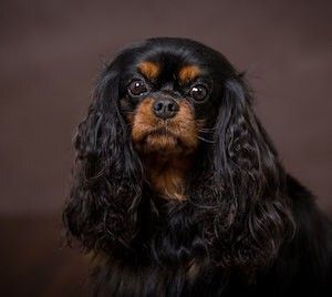 jaki szampon najlepszy dla cavalier king charls spaniela