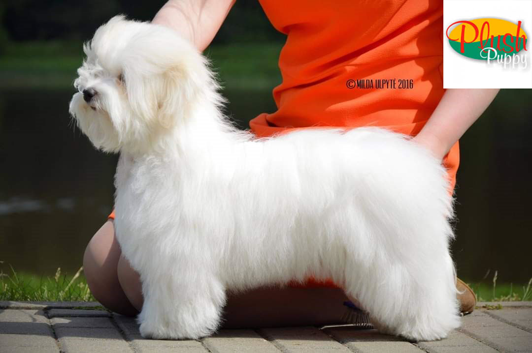 jaki szampon dla coton de tulear