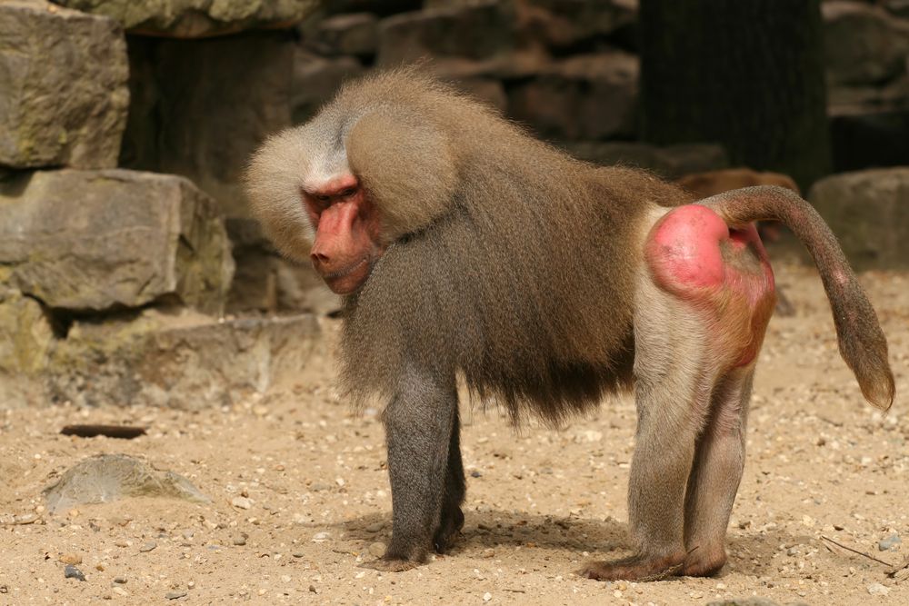 baboon