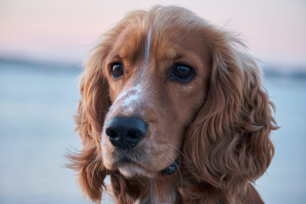 cocker pamper