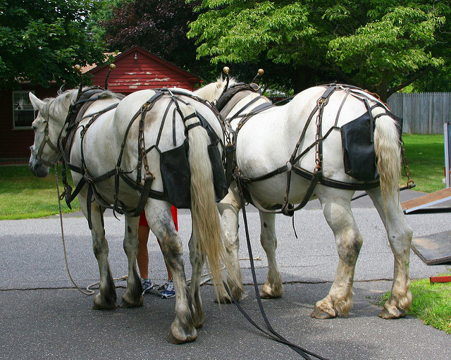 pampers for horses