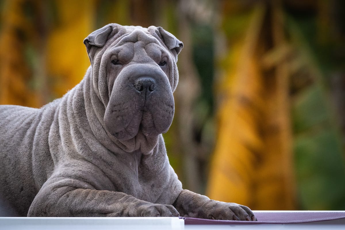 jaki szampon dla shar pei