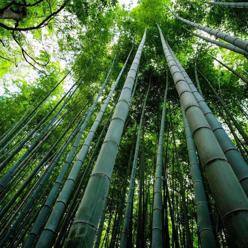 bamboo