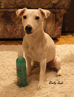 jaki szampon dla jack russell terrier