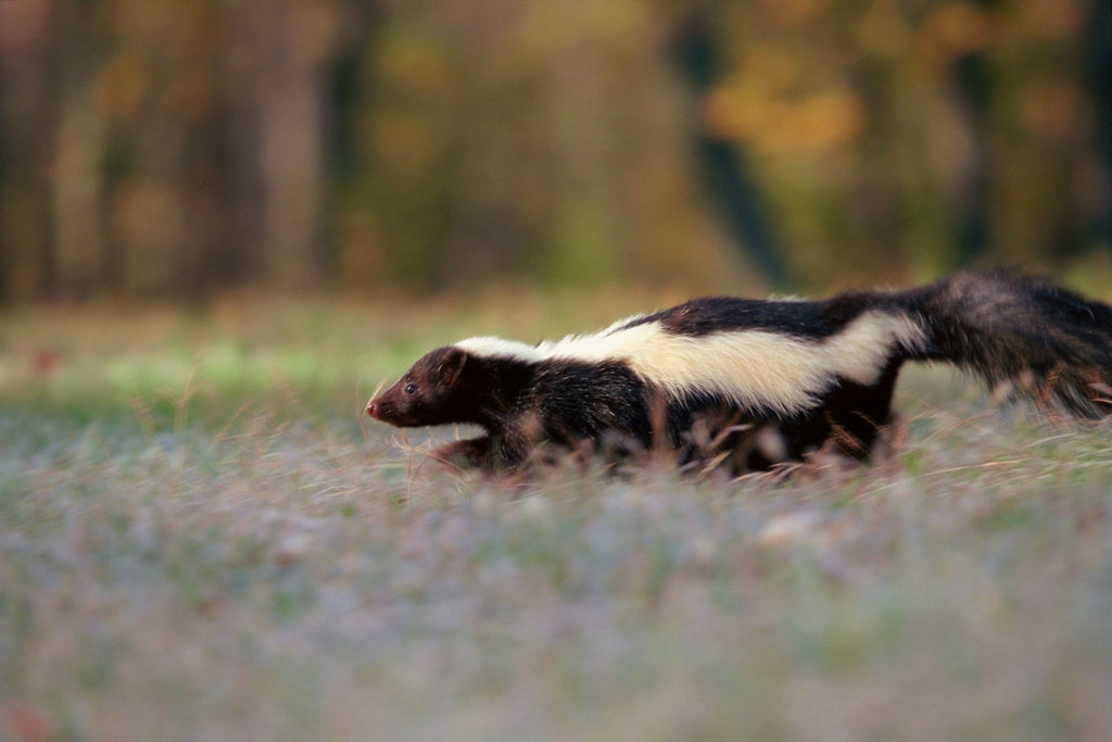 pampers 3 skunks