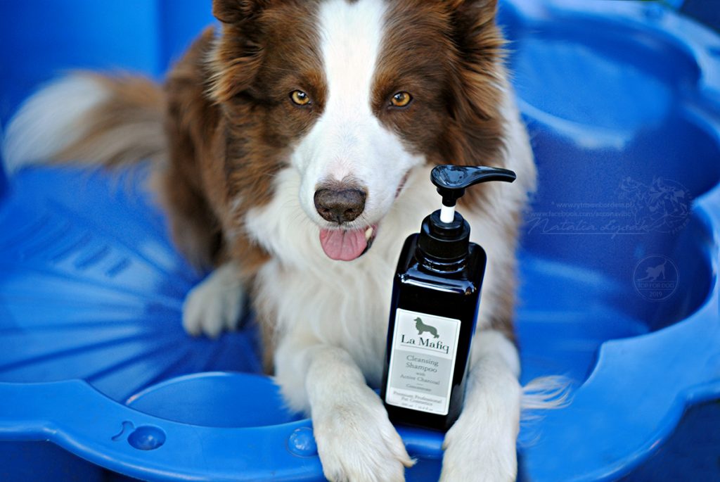 szampon dla psa border collie