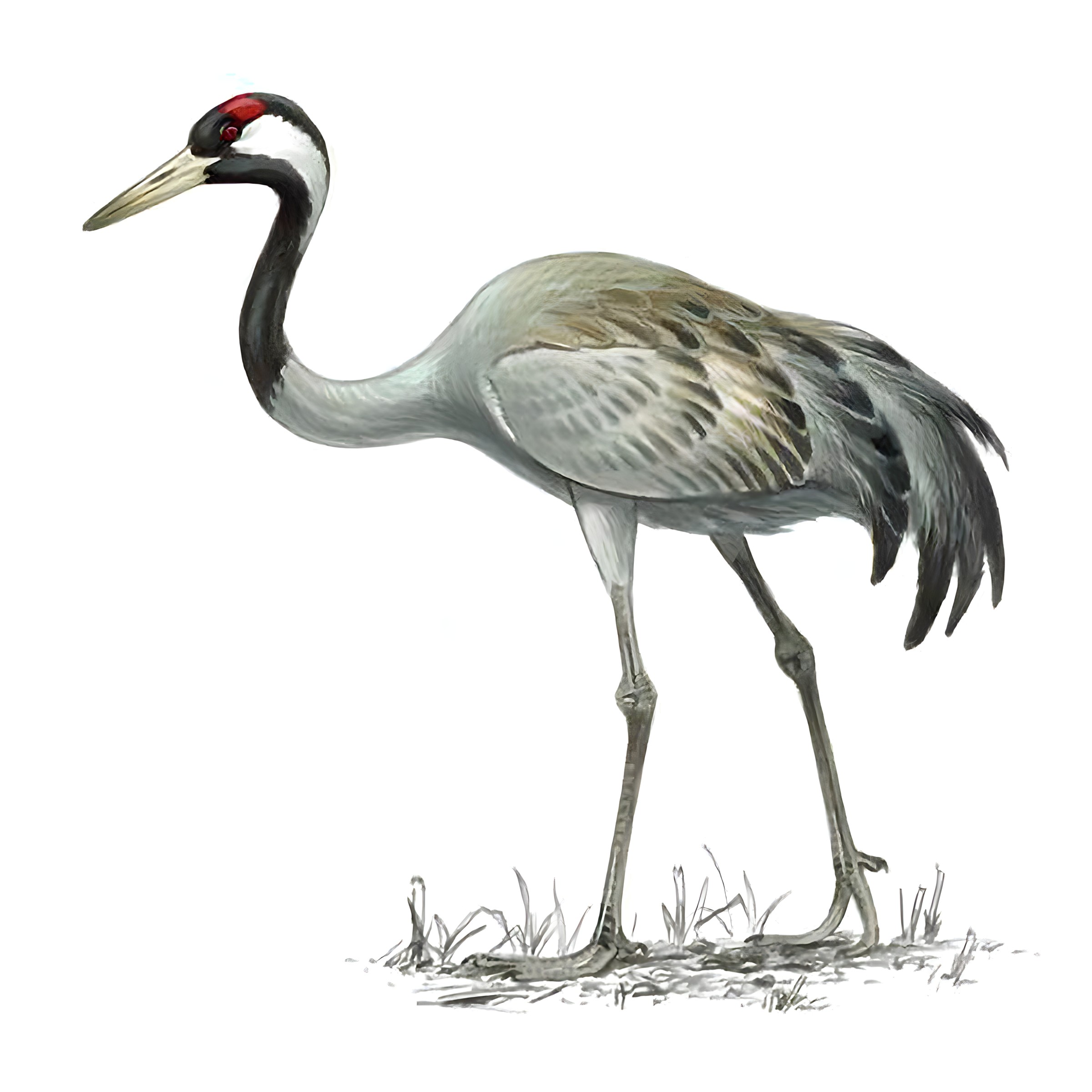 Crane