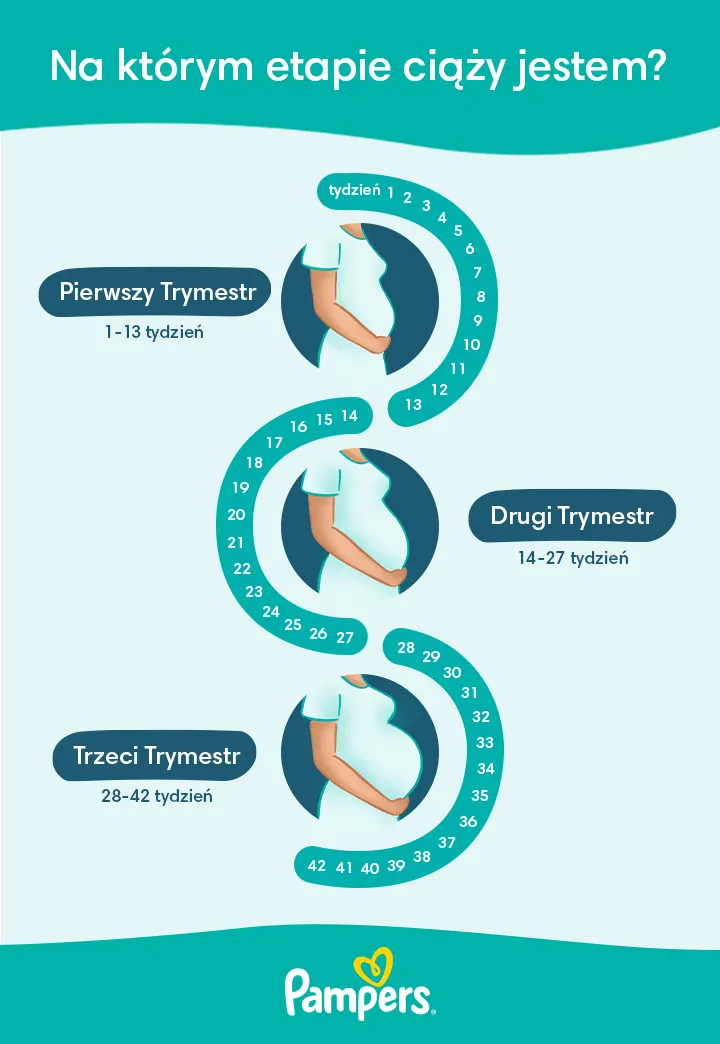 kalkulator tygodnia ciąży pampers