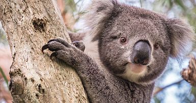 koala