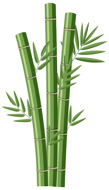 bamboo