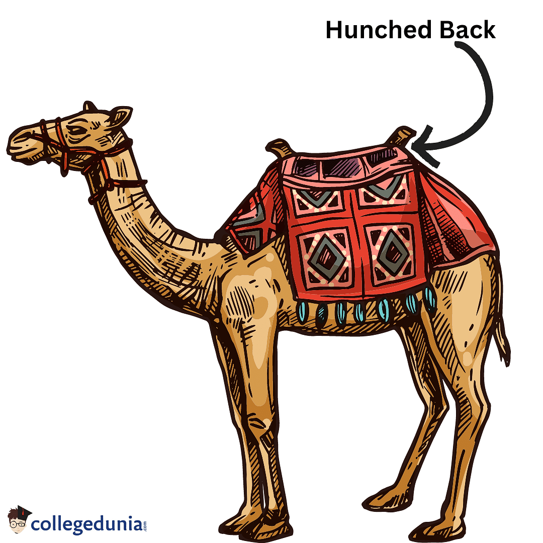 Camel