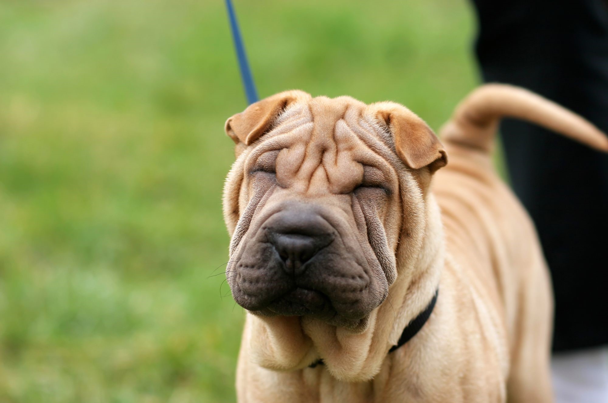 jaki szampon dla shar pei