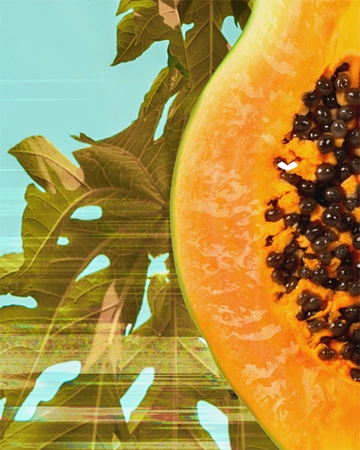 garnier fructis papaya hair food regenerująca maska do włosów zniszczonych