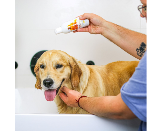 hipoalergiczny szampon dla golden retrievera