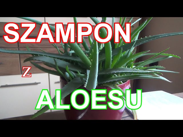 jak zrobić szampon z aloesu