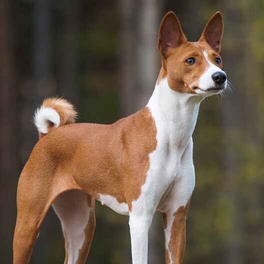 jaki szampon dla basenji