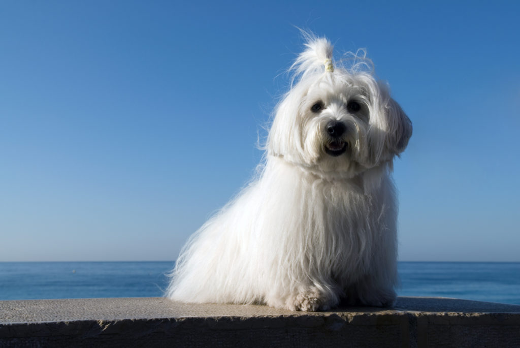 jaki szampon dla coton de tulear