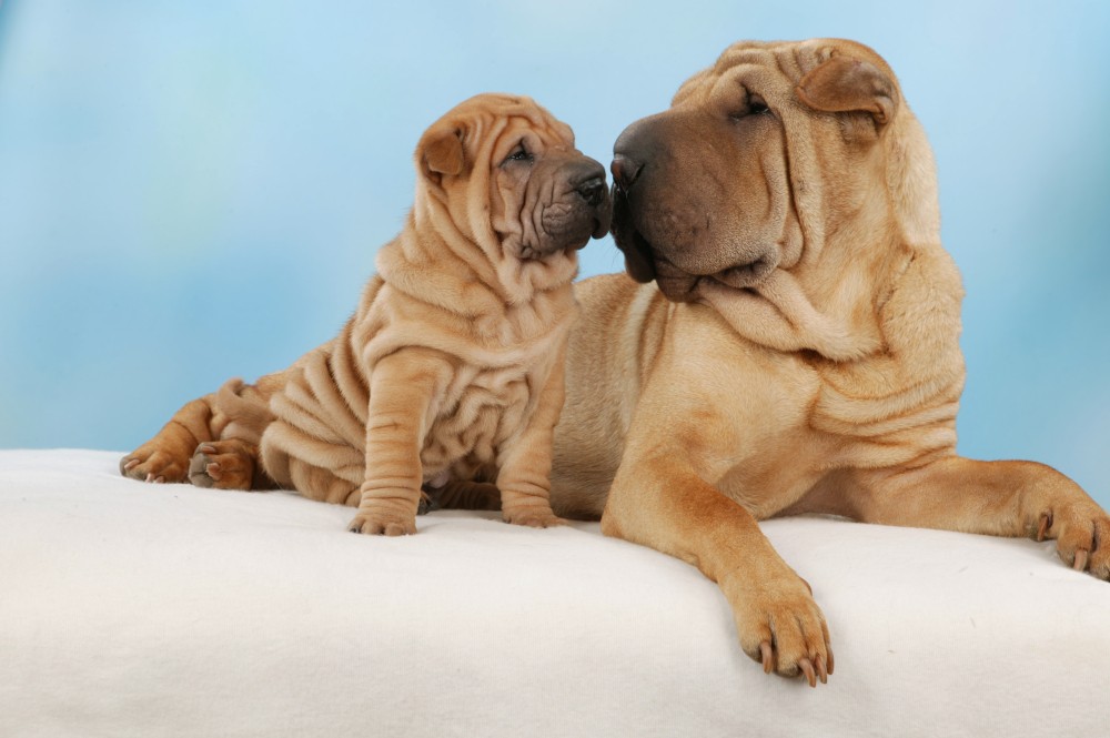 jaki szampon dla shar pei