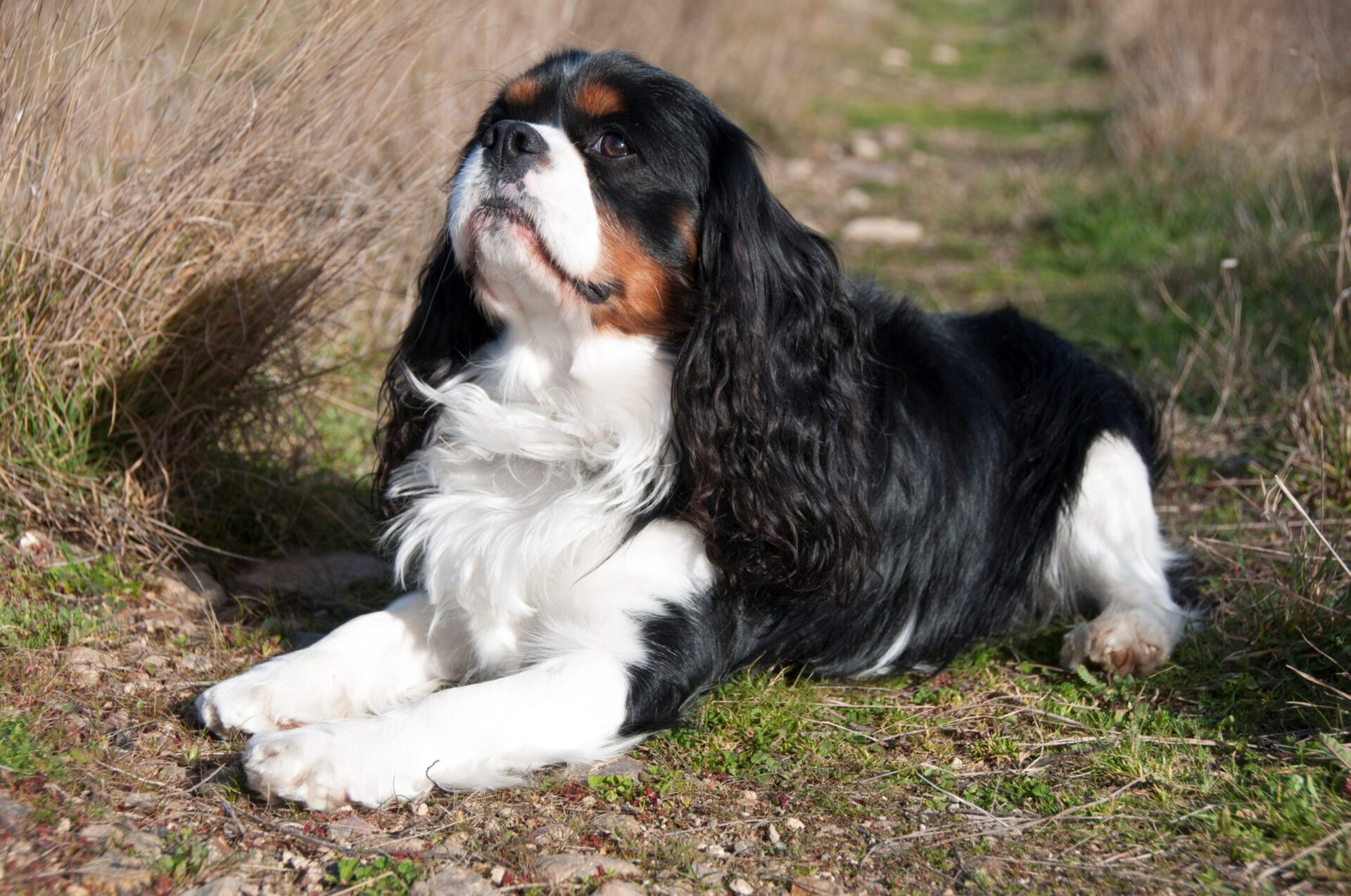 jaki szampon najlepszy dla cavalier king charls spaniela