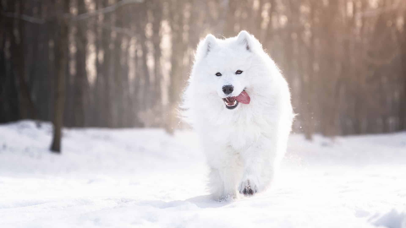 samoyed jaki szampon moze dla dzieci