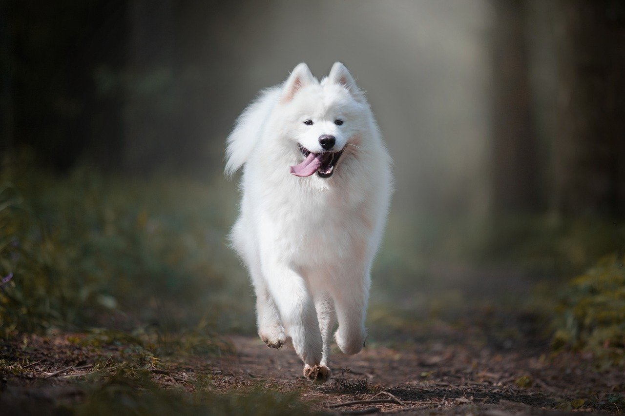 samoyed jaki szampon moze dla dzieci