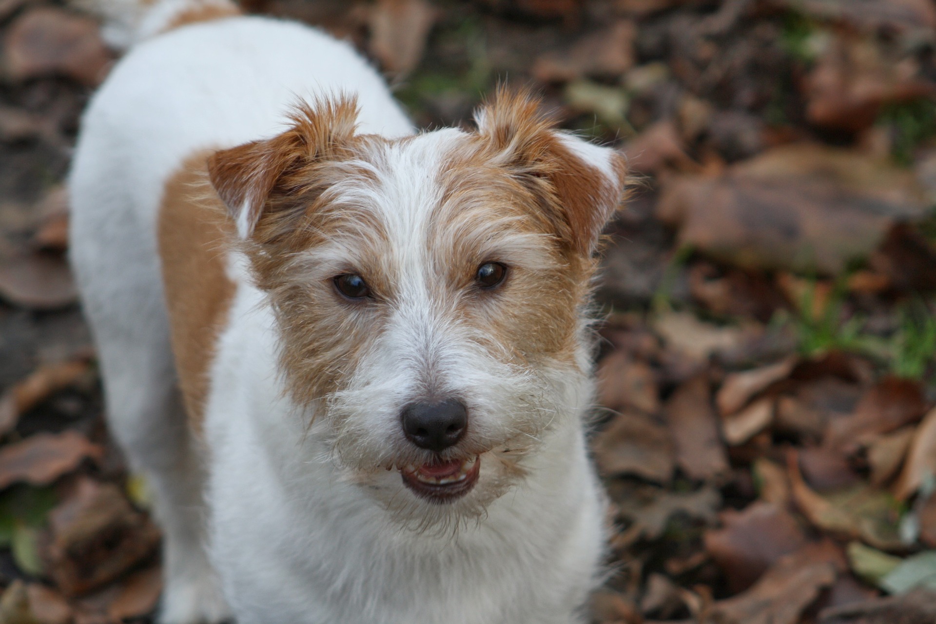 szampon dla jack russell terriera