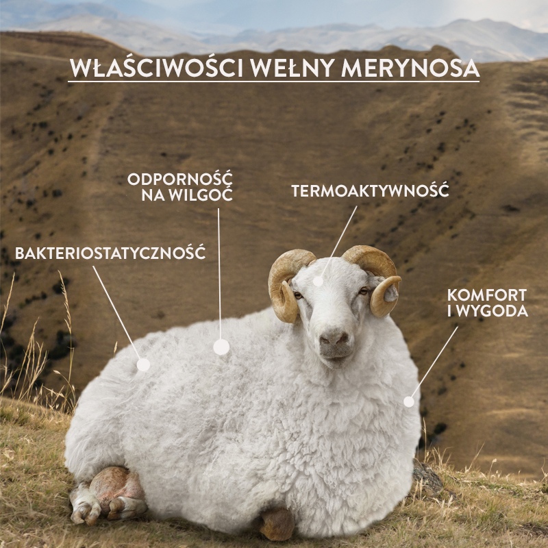 Wełna z merynosów