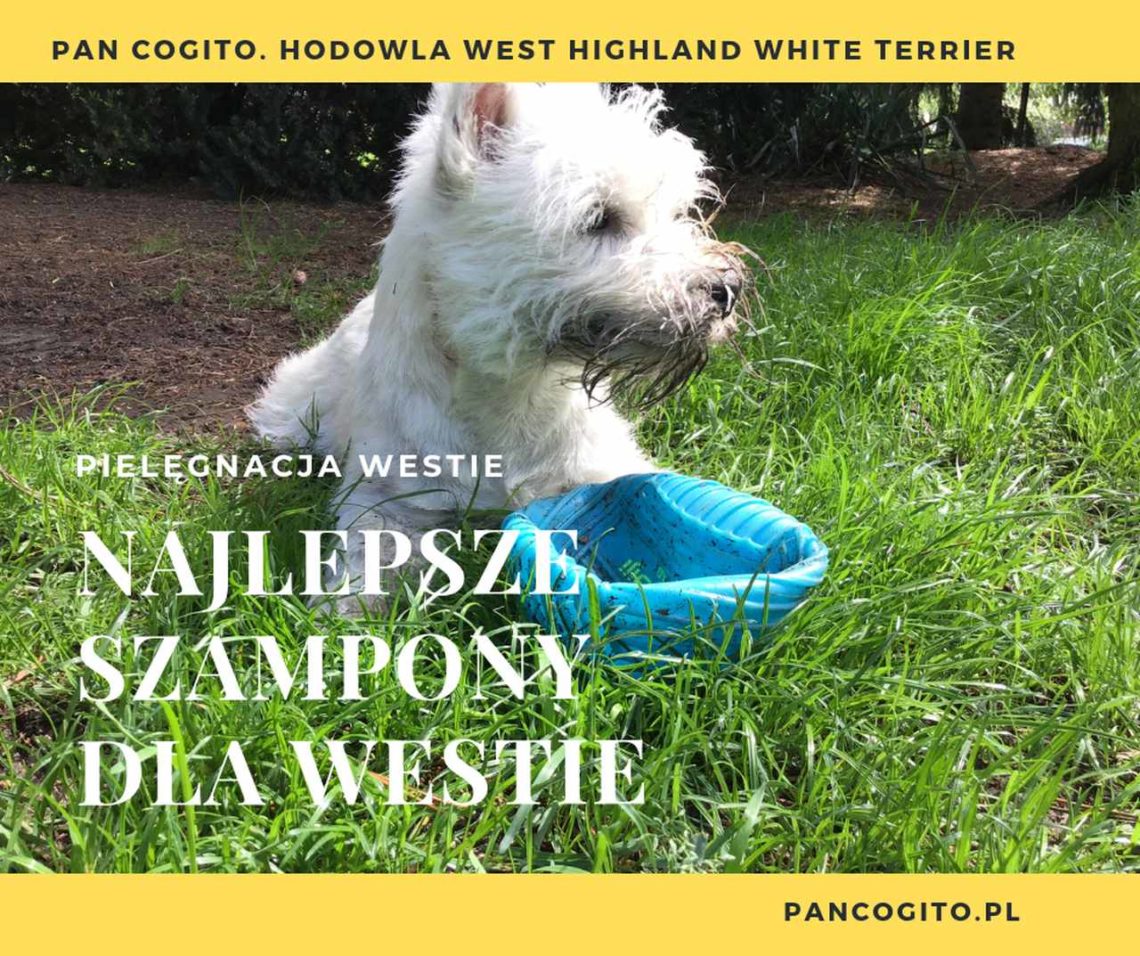 west highland white terrier jaki szampon